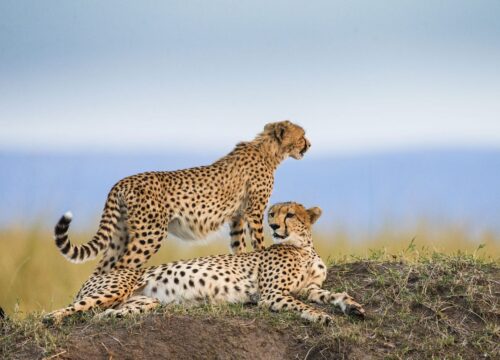 10 Days Tanzania Safari