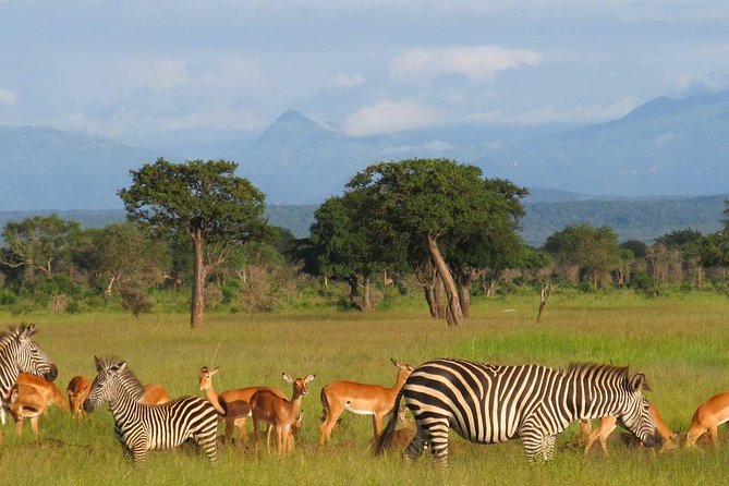 3 days 2 nights Mikumi   Safaris from Zanzibar