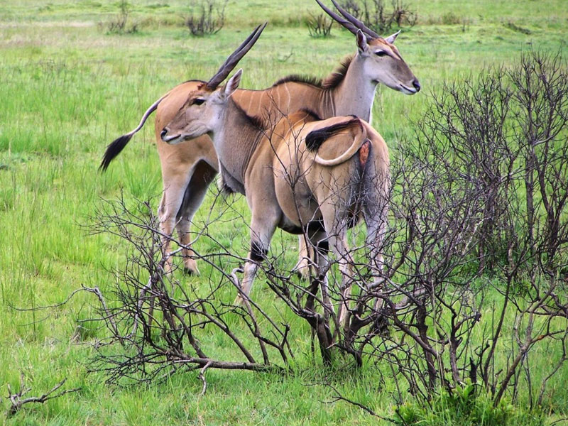 7-Days safaris Mikumi, Nyerere National park and Maasai village