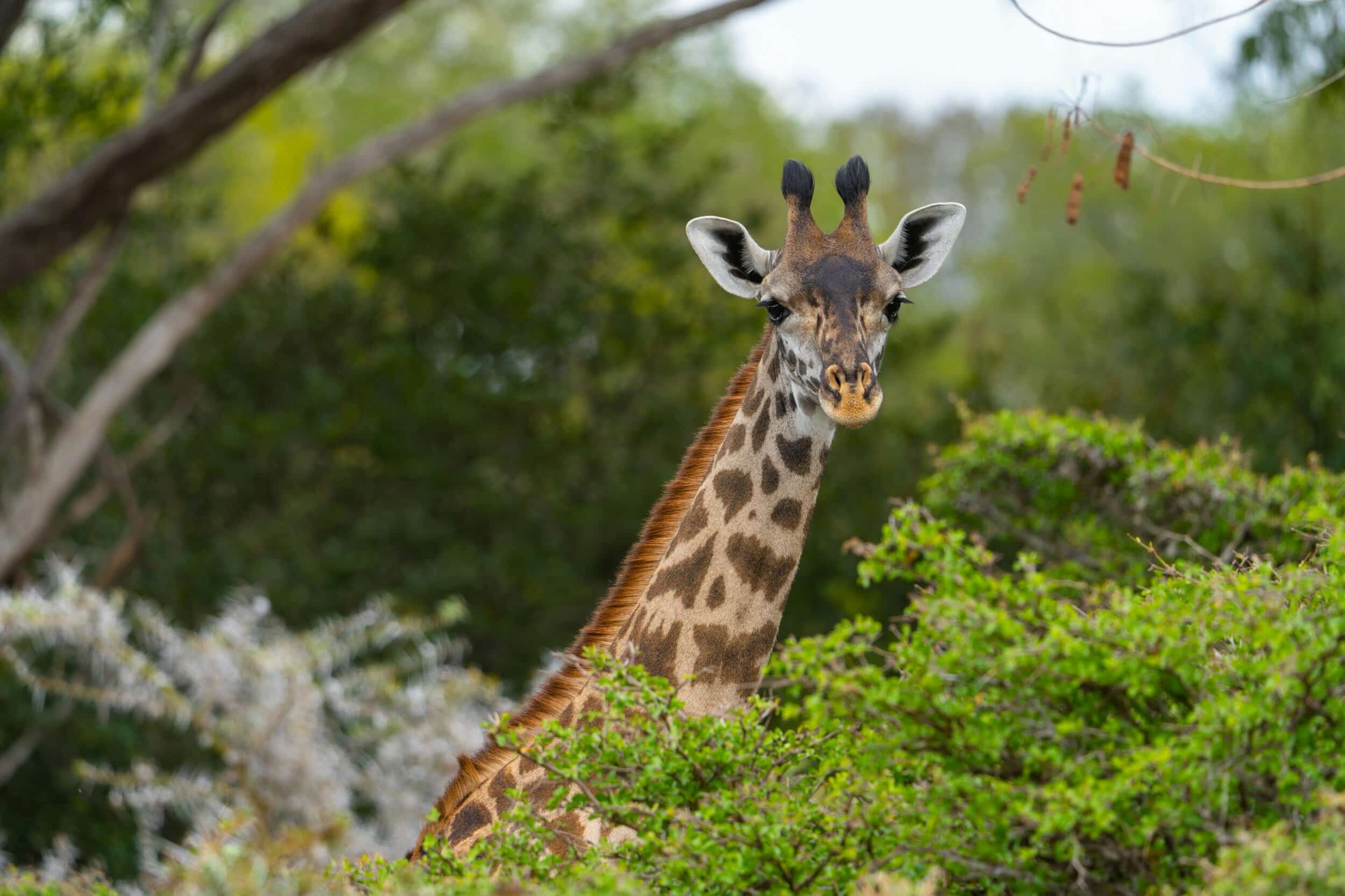 Nyerere-National-Park-1