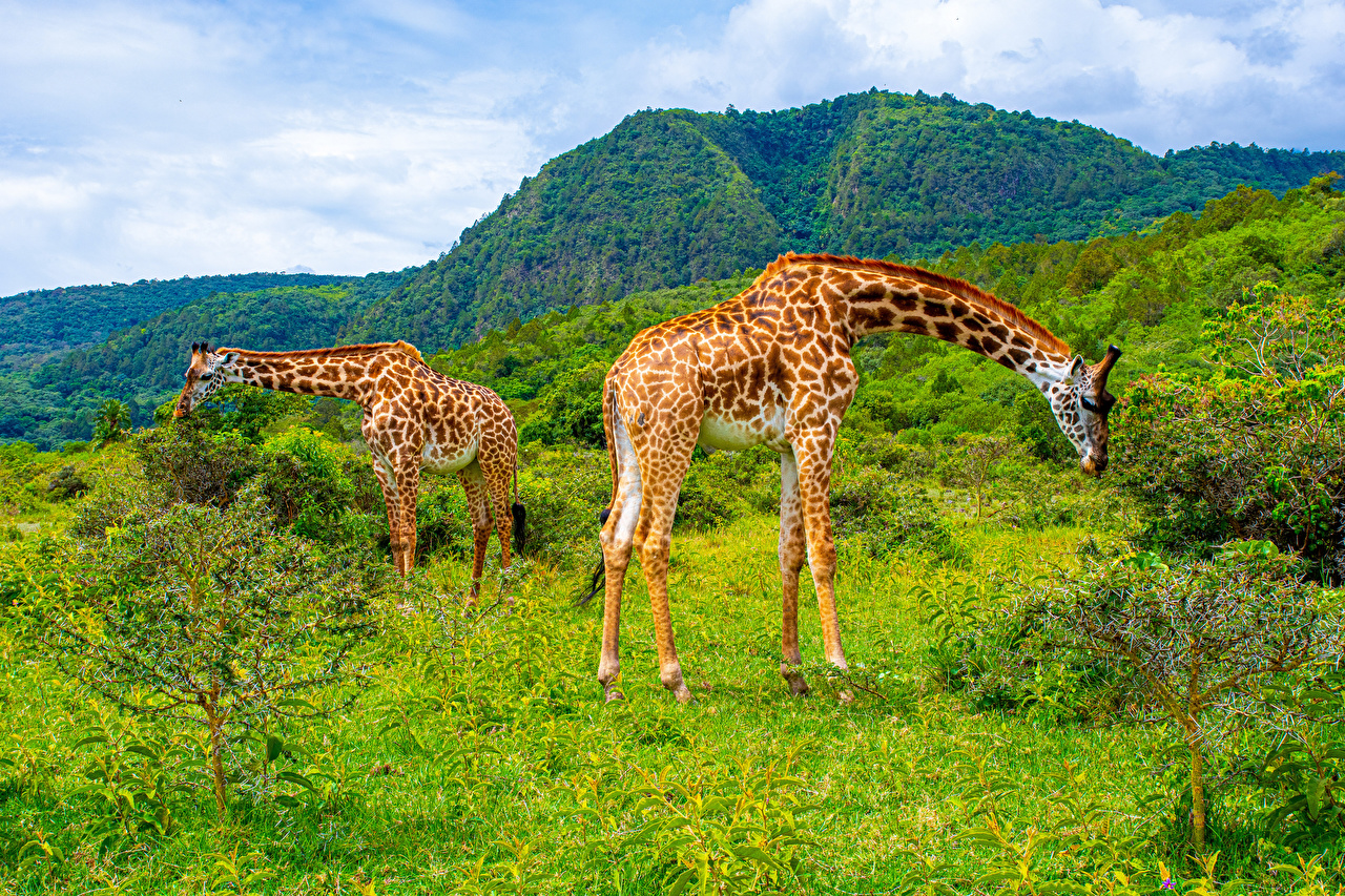 Parks_Arusha_National_Park_Two_611087_1280x853