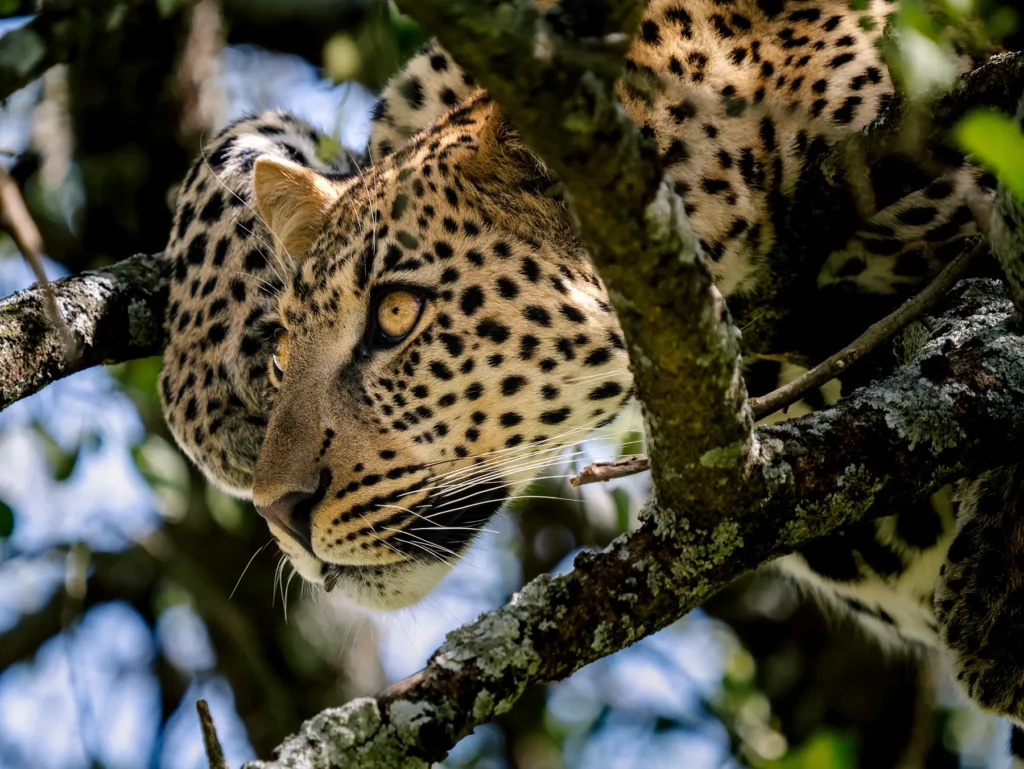ndutu-tanzania-p1014304-1024x769